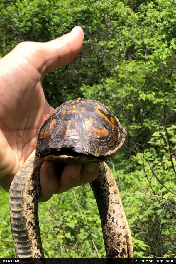 Eastern Box Turtle
