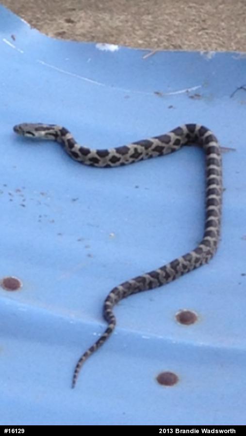 Eastern Ratsnake