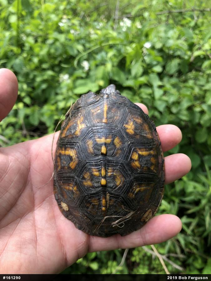 Eastern Box Turtle