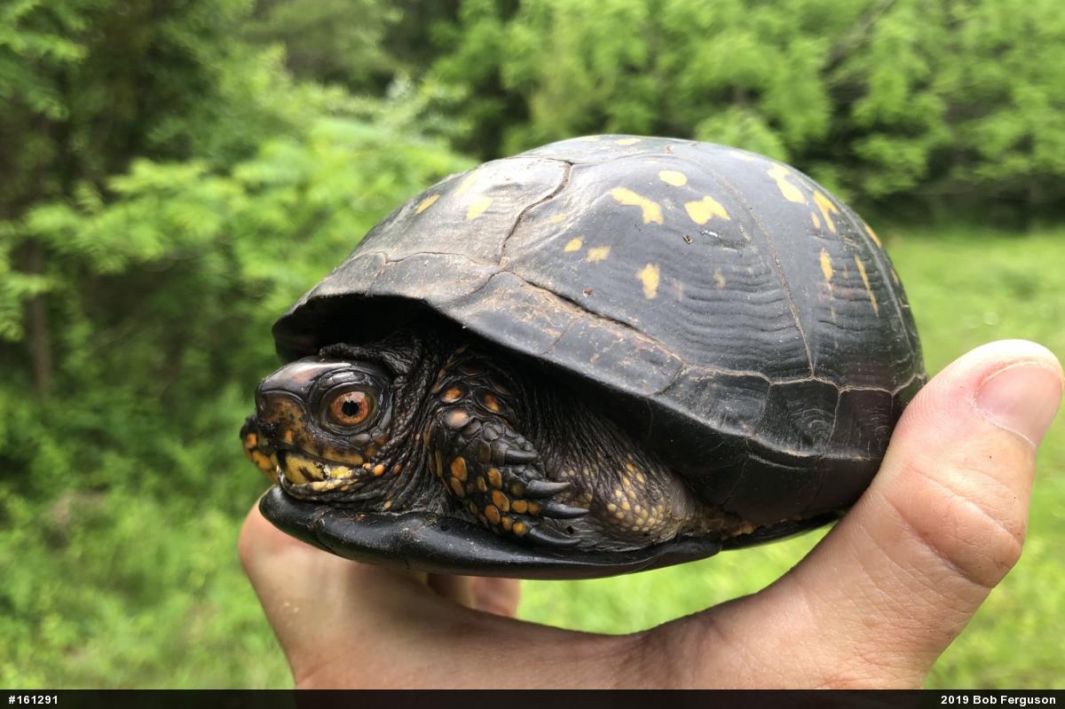 Eastern Box Turtle