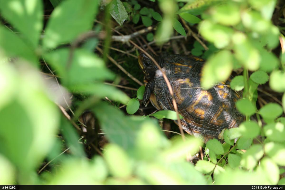 Eastern Box Turtle