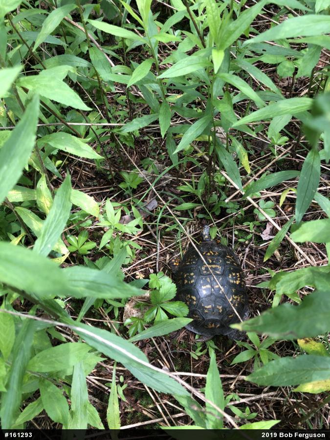 Eastern Box Turtle