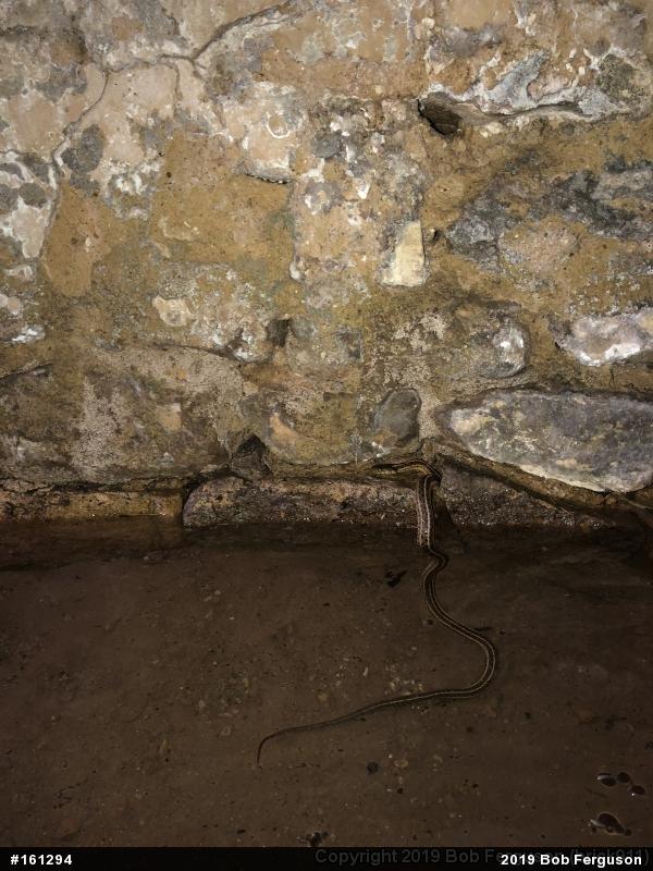 Eastern Gartersnake