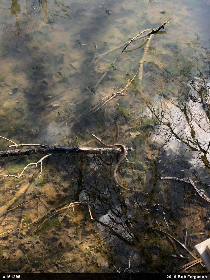Eastern Gartersnake