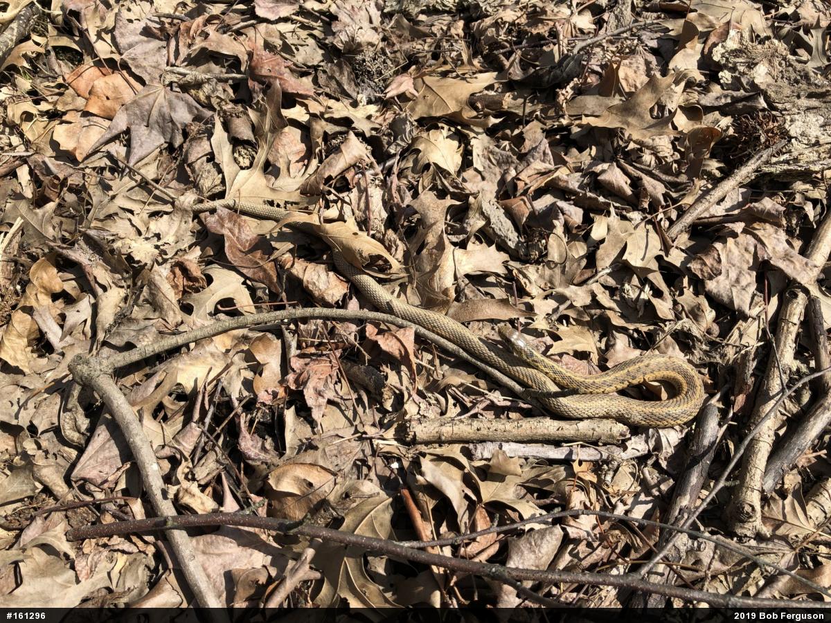 Eastern Gartersnake