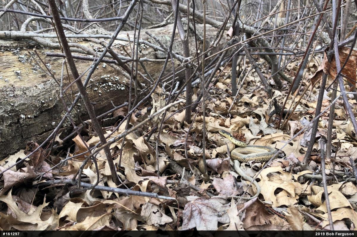 Eastern Gartersnake