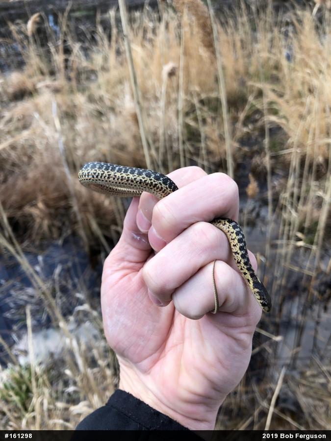 Eastern Gartersnake