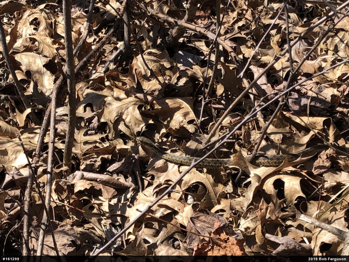 Eastern Gartersnake