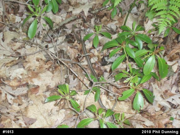 Eastern Gartersnake