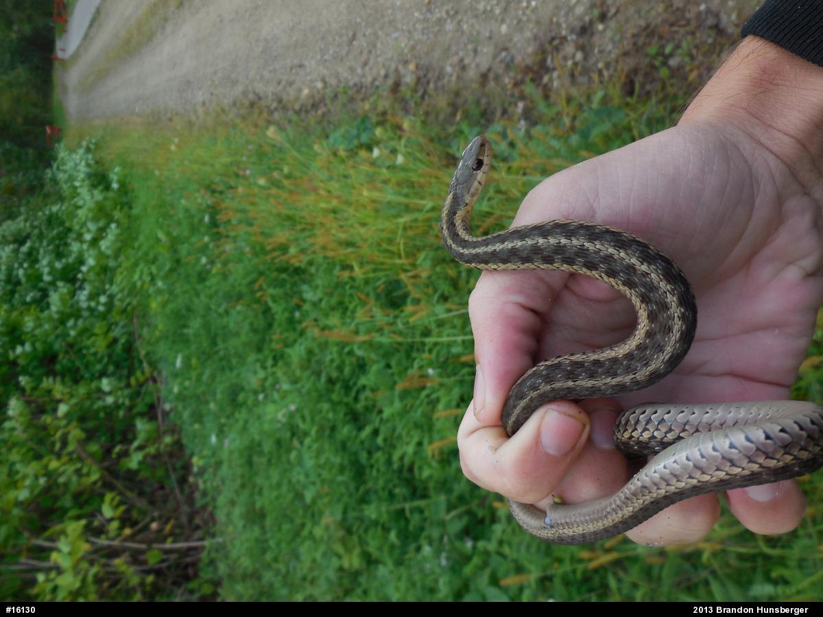 Eastern Gartersnake