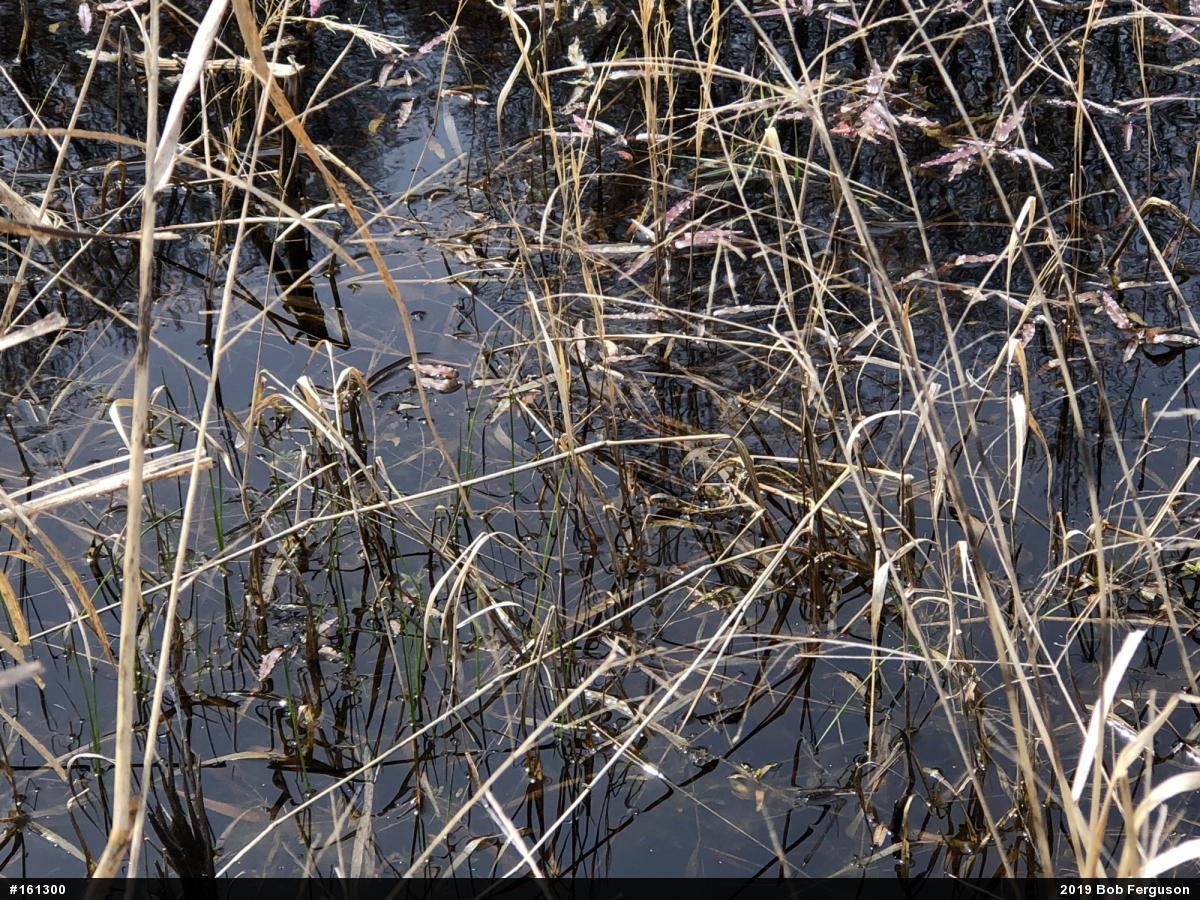 Eastern Gartersnake