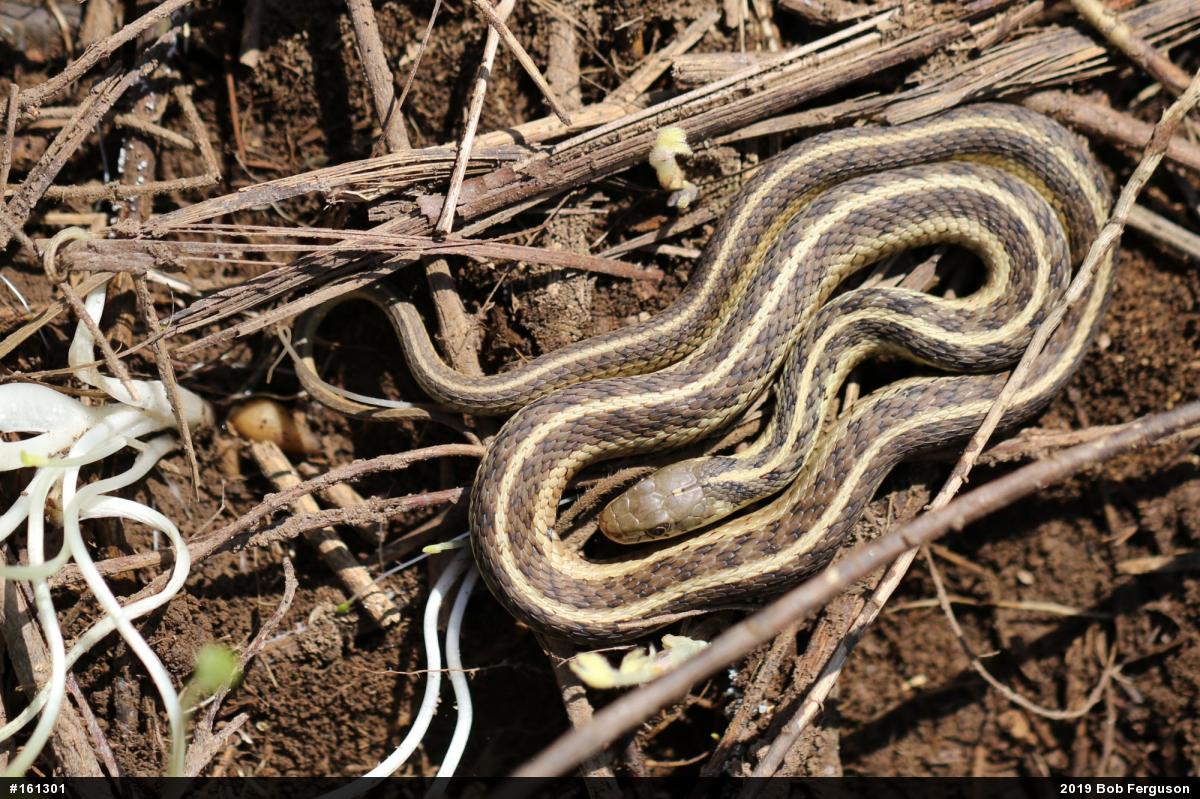 Eastern Gartersnake