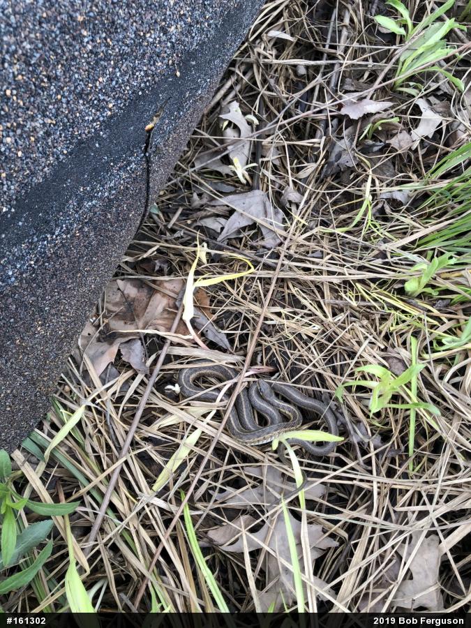 Eastern Gartersnake