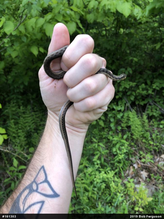 Eastern Gartersnake