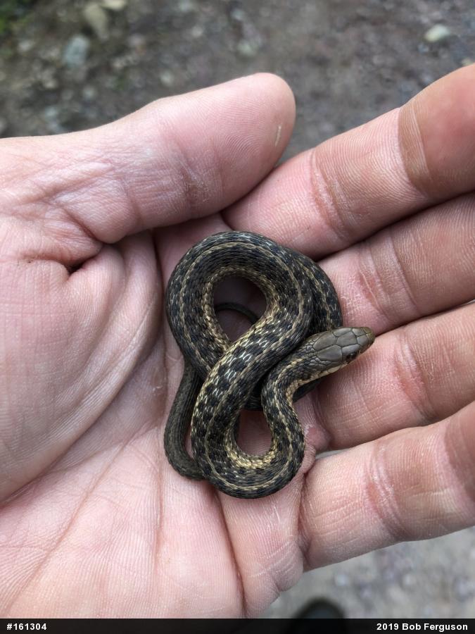 Eastern Gartersnake