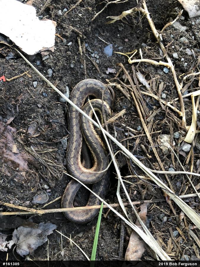 Eastern Gartersnake