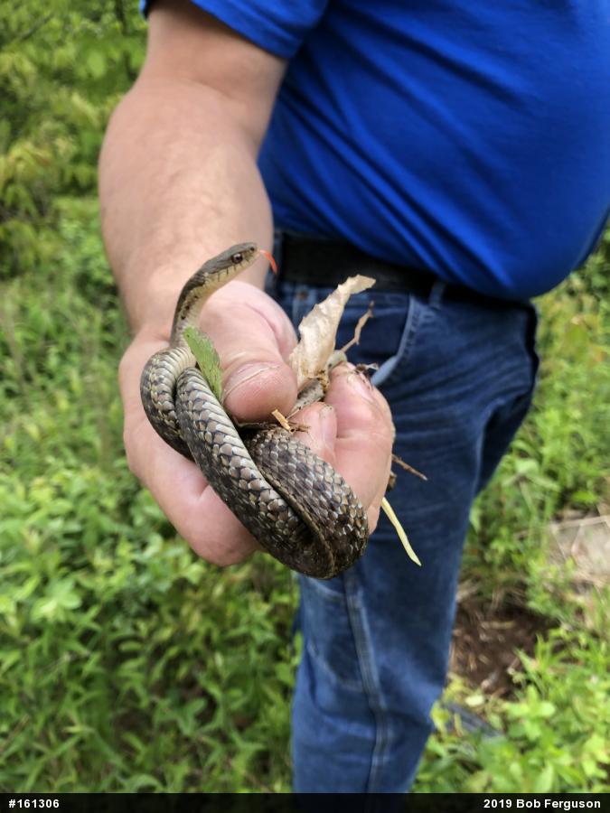 Eastern Gartersnake