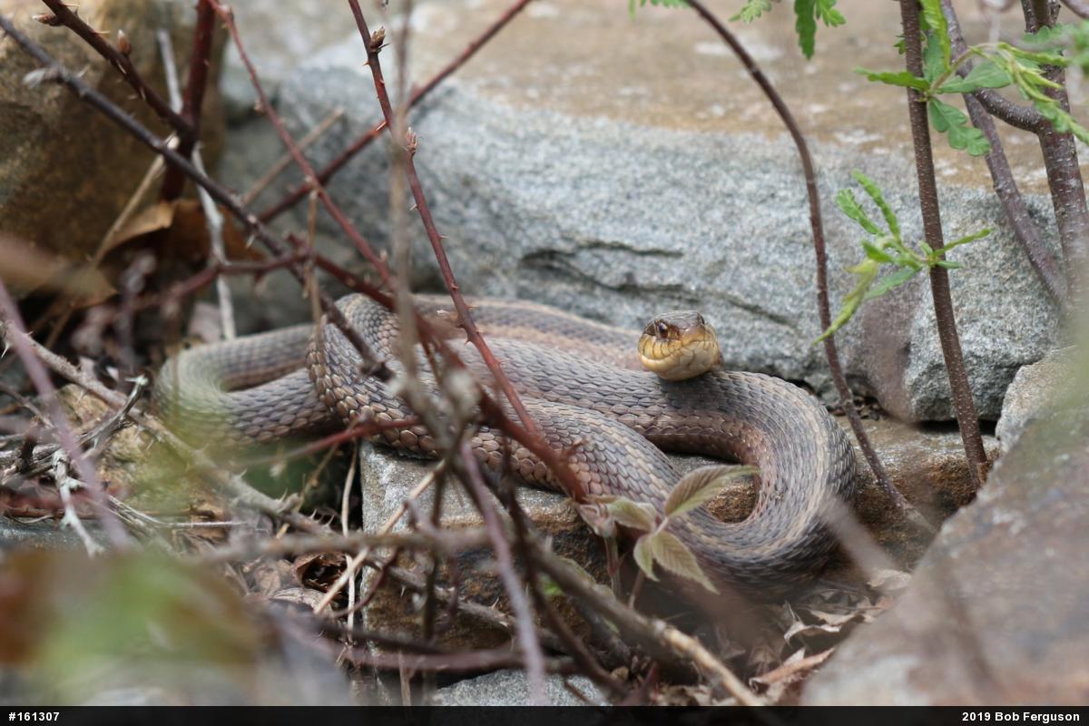 Eastern Gartersnake