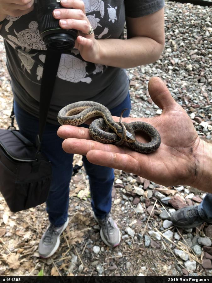 Eastern Gartersnake