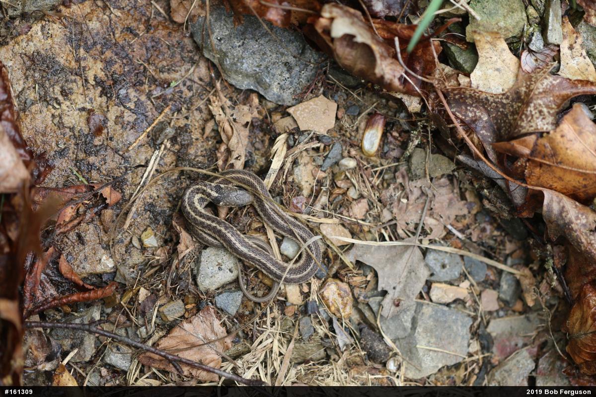 Eastern Gartersnake