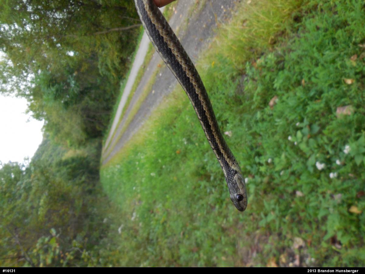 Eastern Gartersnake