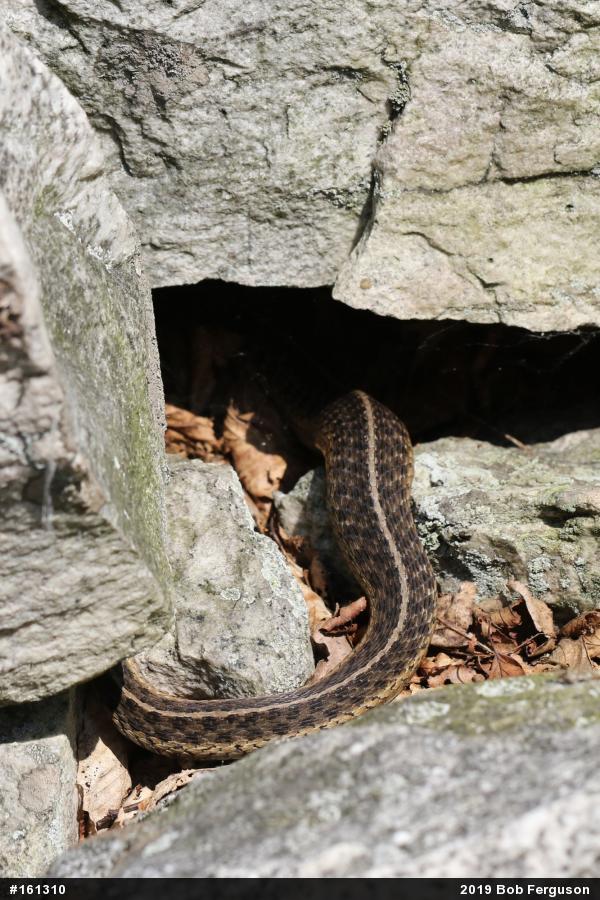 Eastern Gartersnake