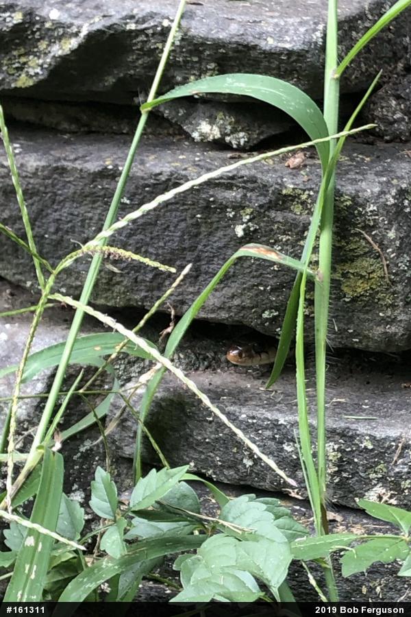 Eastern Gartersnake