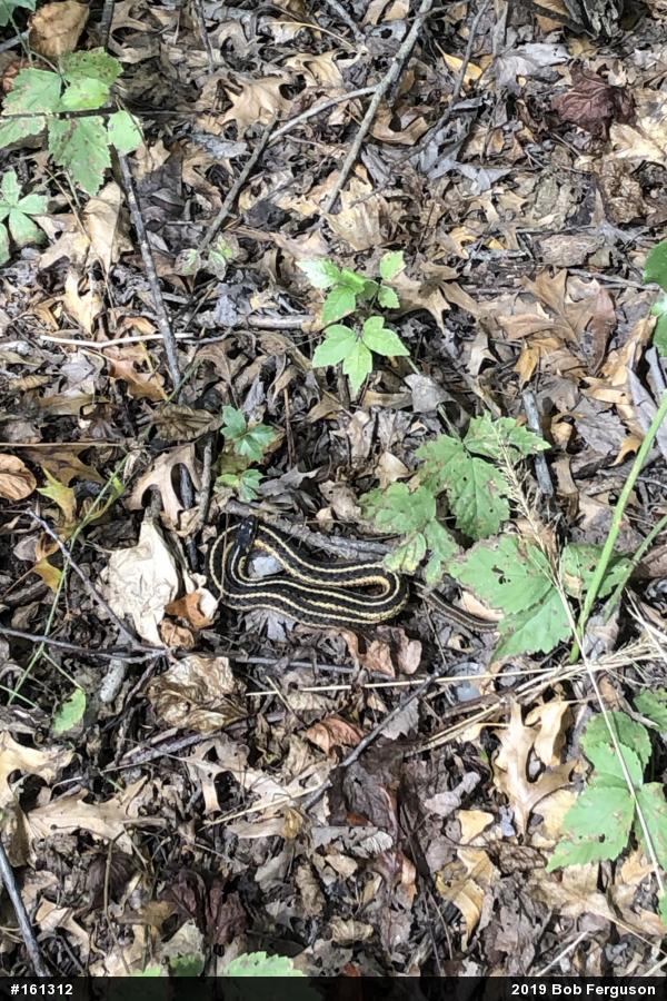 Eastern Gartersnake