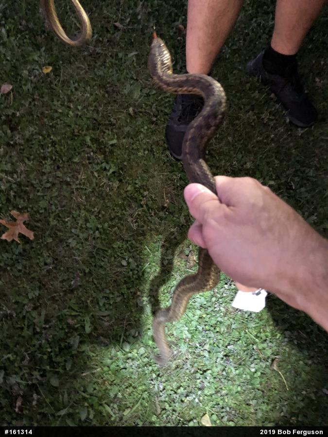 Eastern Gartersnake