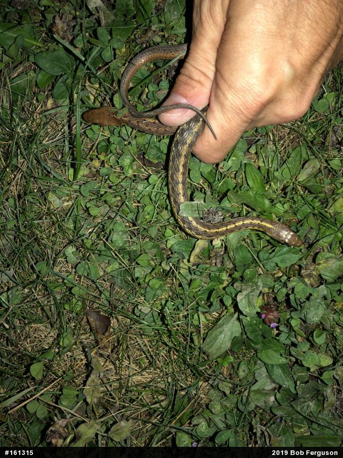 Eastern Gartersnake
