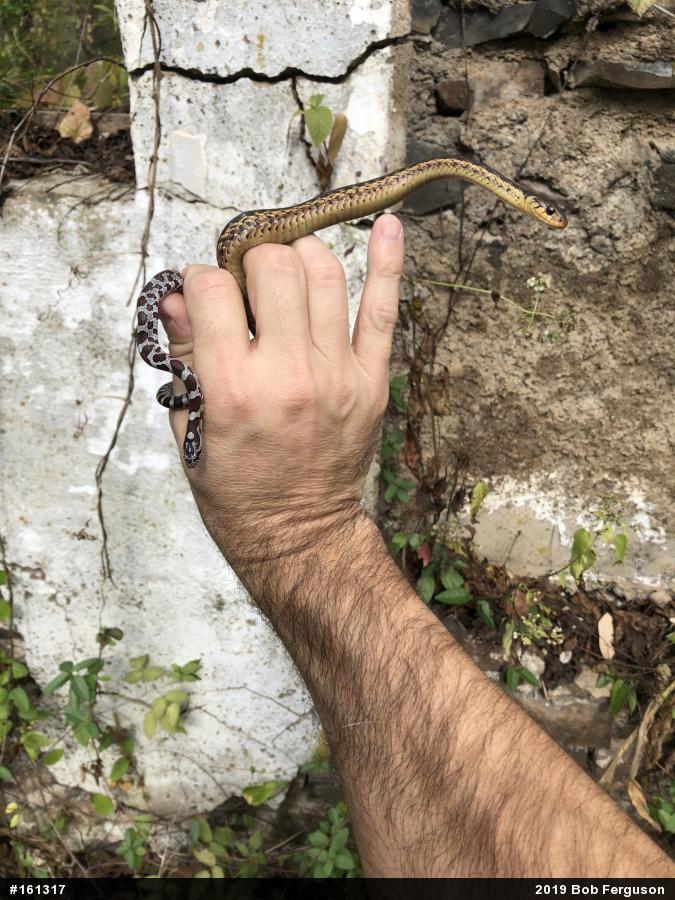 Eastern Gartersnake