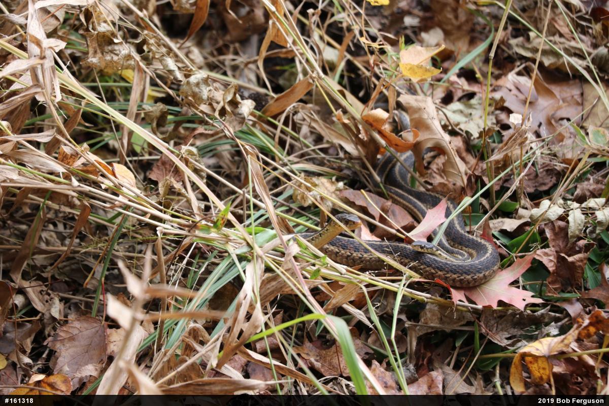 Eastern Gartersnake