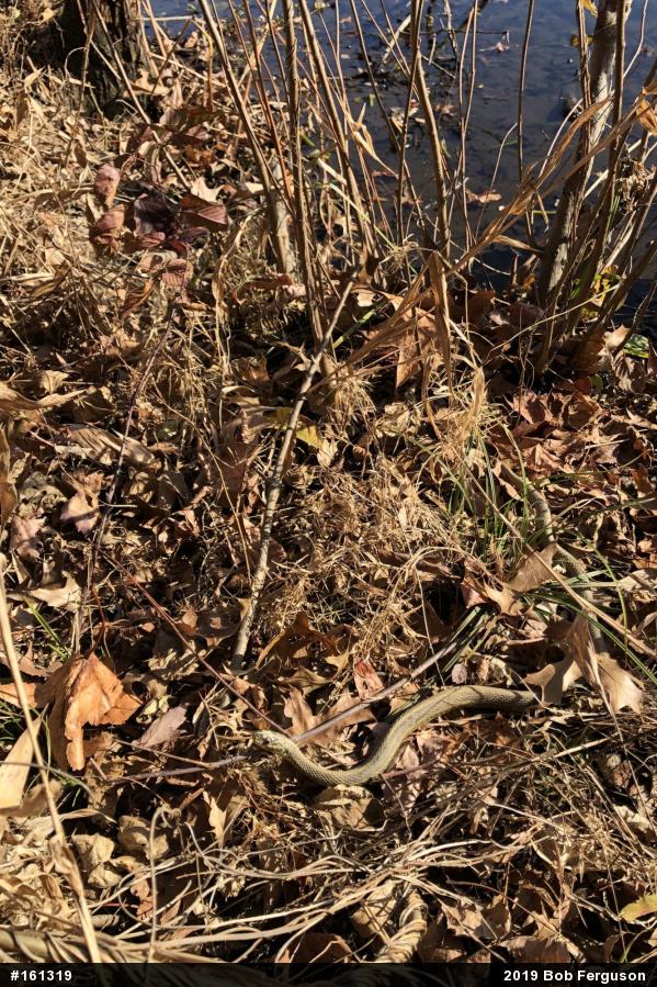 Eastern Gartersnake