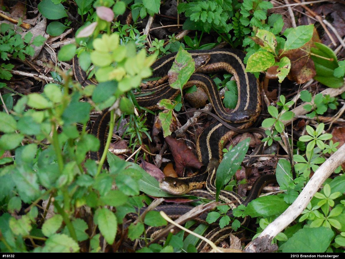 Eastern Gartersnake