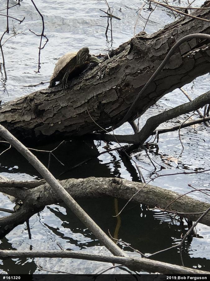 Red-eared Slider