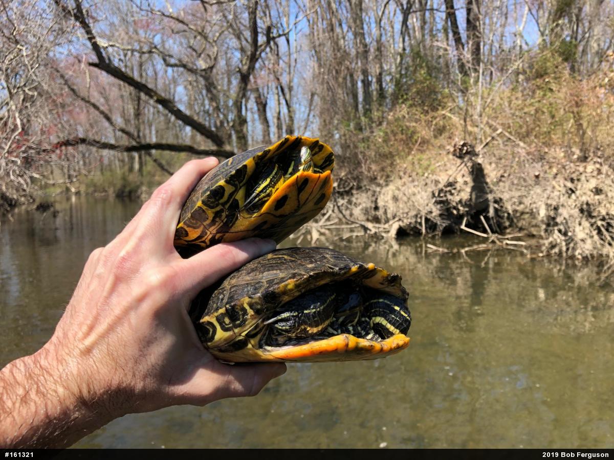 Red-eared Slider