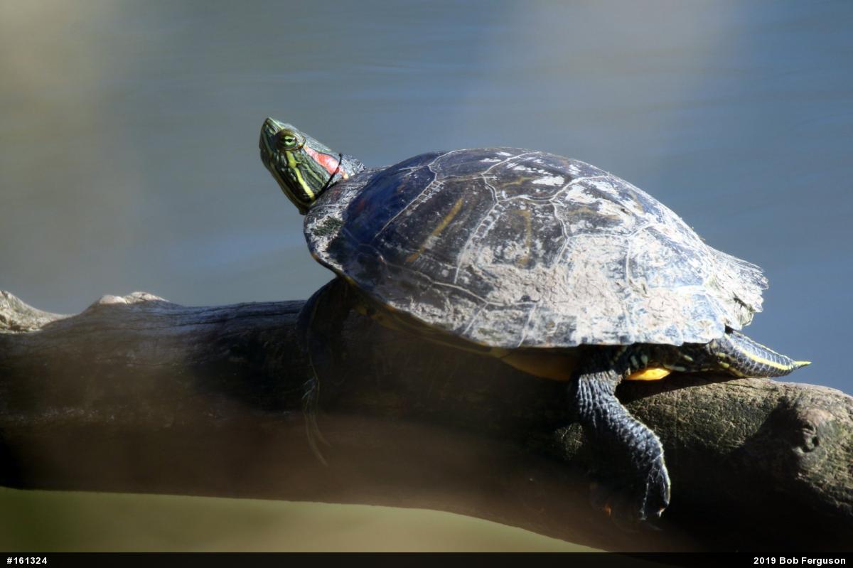 Red-eared Slider