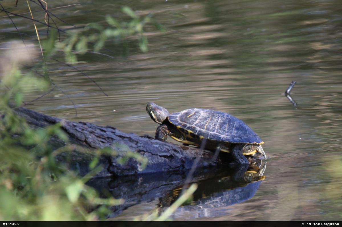 Red-eared Slider