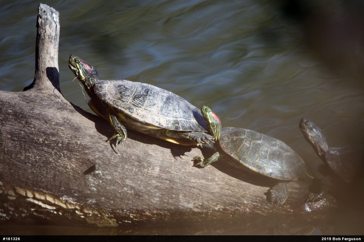 Red-eared Slider