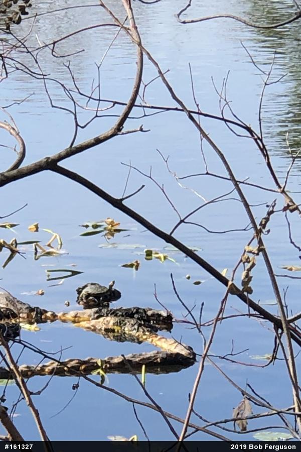 Red-eared Slider