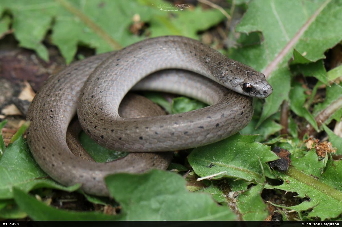 Eastern Smooth Earthsnake