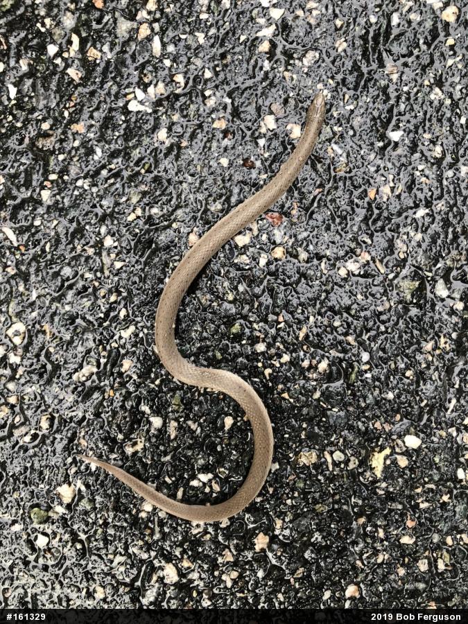 Eastern Smooth Earthsnake