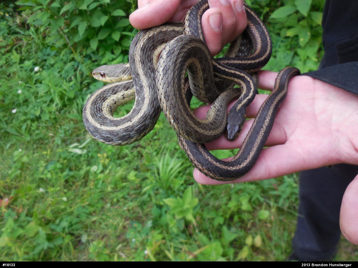 Eastern Gartersnake