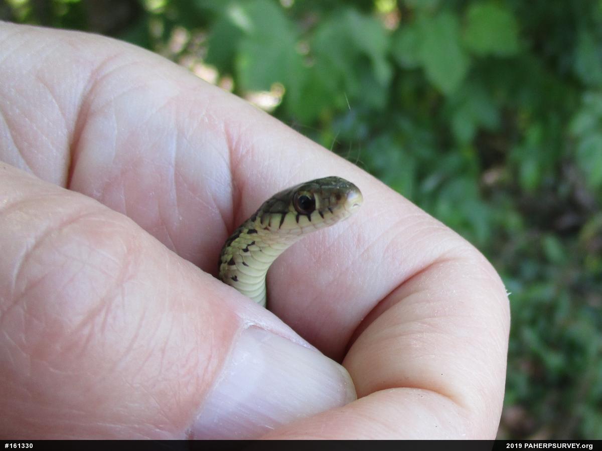 Eastern Gartersnake