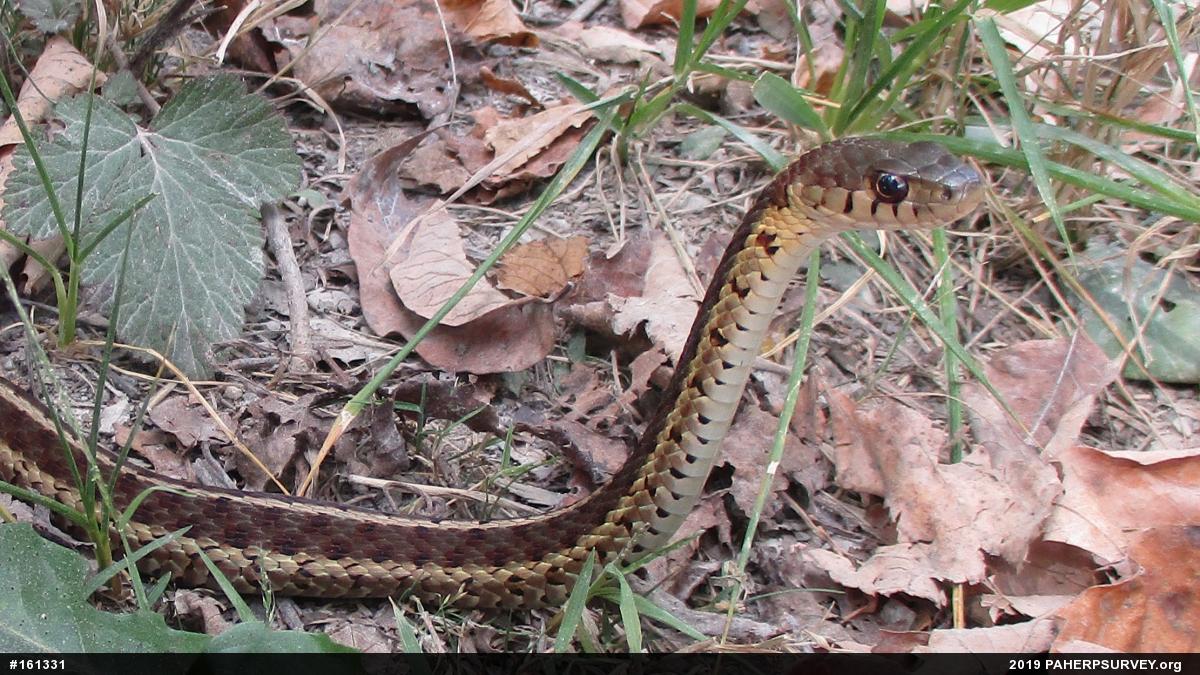 Eastern Gartersnake