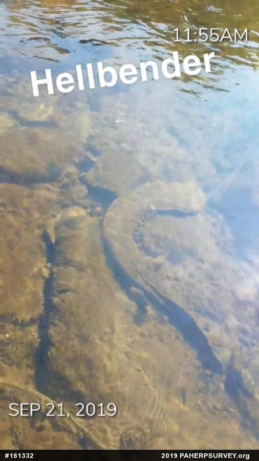Eastern Hellbender