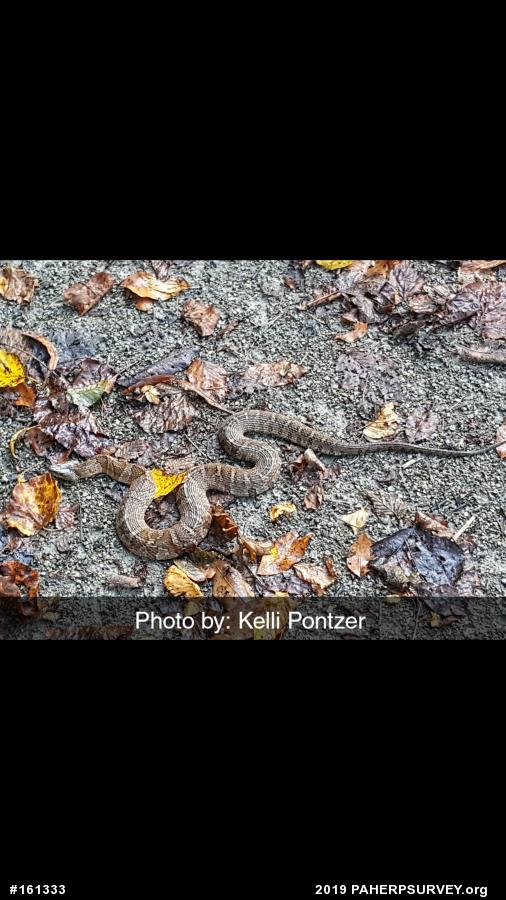 Northern Watersnake