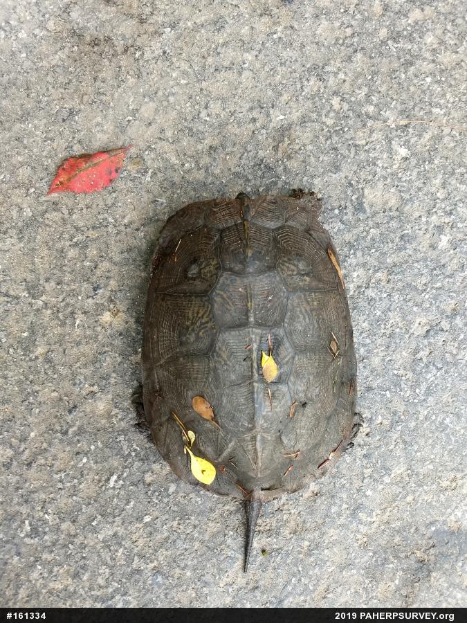 Wood Turtle