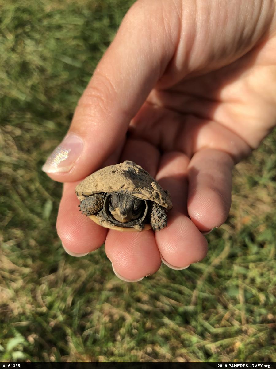 Eastern Box Turtle