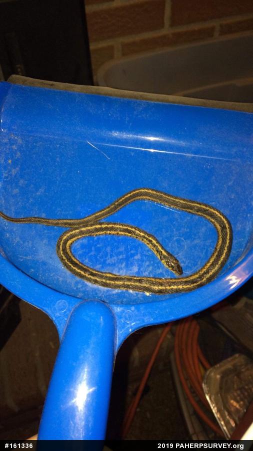 Eastern Gartersnake